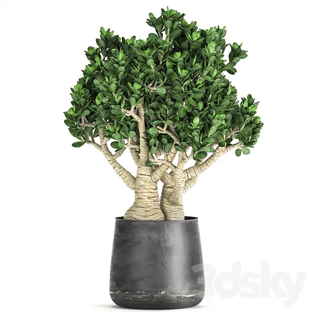 Exotic plant in a metal pot with a flower Crassula. 931. 3D Model Exotic plant in a metal pot with a flower Crassula. 931. 3D Model