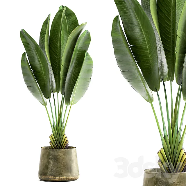 Exotic small flower in a pot with Ravenala Strelitzia Banana palm. 926. 3D Model Exotic small flower in a pot with Ravenala Strelitzia Banana palm. 926. 3D Model