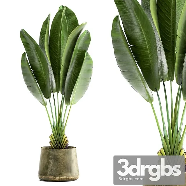 Exotic small flower in a pot with ravenala, strelitzia, banana palm. 926. Exotic small flower in a pot with ravenala, strelitzia, banana palm. 926.