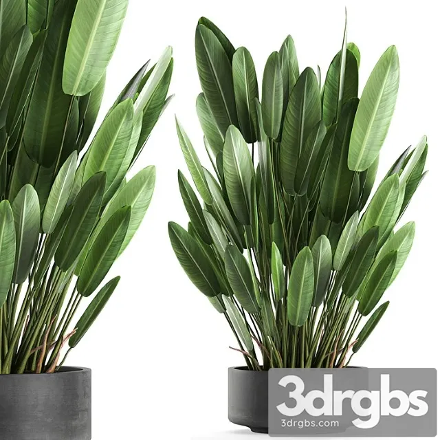 Exotic thickets in a black pot with a strelitzia flower, ravenala. set 740. Exotic thickets in a black pot with a strelitzia flower, ravenala. set 740.