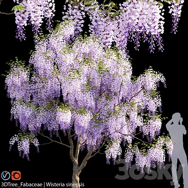 Fabaceae | Wisteria sinensis 04 3D Model
