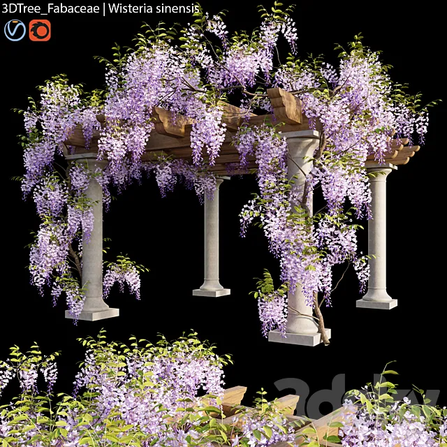 Fabaceae | Wisteria sinensis 05 3D Model
