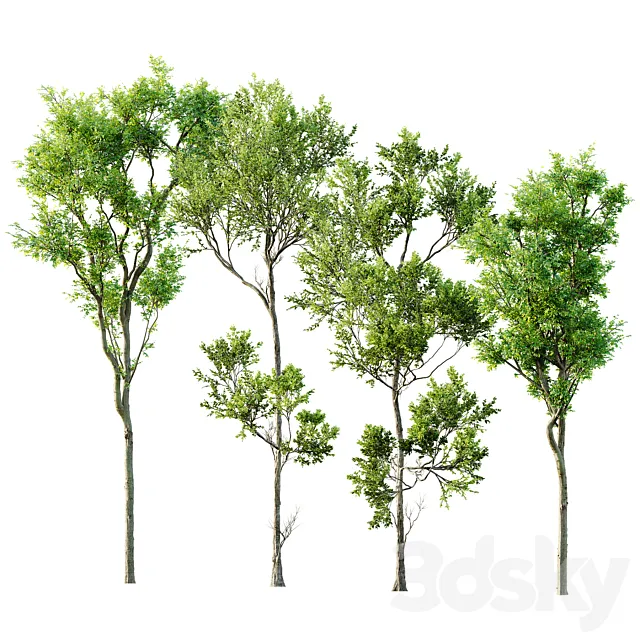 Fagus Grandifolia and Celtis Australis 3D Model Fagus Grandifolia and Celtis Australis 3D Model