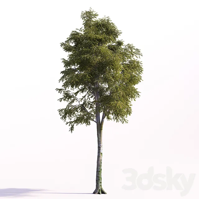 Fagus sylvatica 3D Model Fagus sylvatica 3D Model