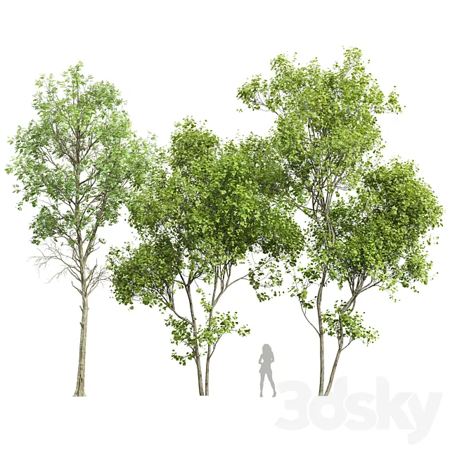 Fagus Sylvatica and Acer Saccharinum Summer 3D Model