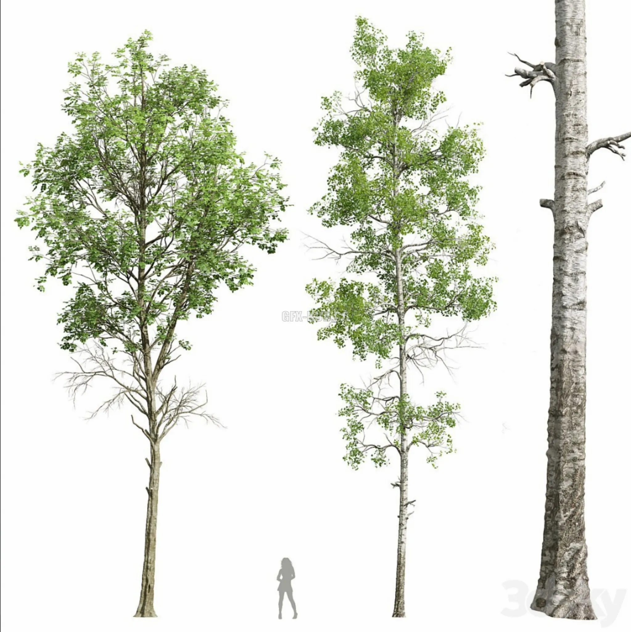 Fagus Sylvatica and Populus Tremuloides 3D Model