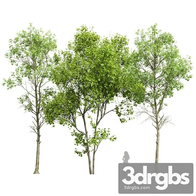 Fagus Sylvatica And Saccharinum Spring Trees 3D Model Download Fagus Sylvatica And Saccharinum Spring Trees 3D Model Download