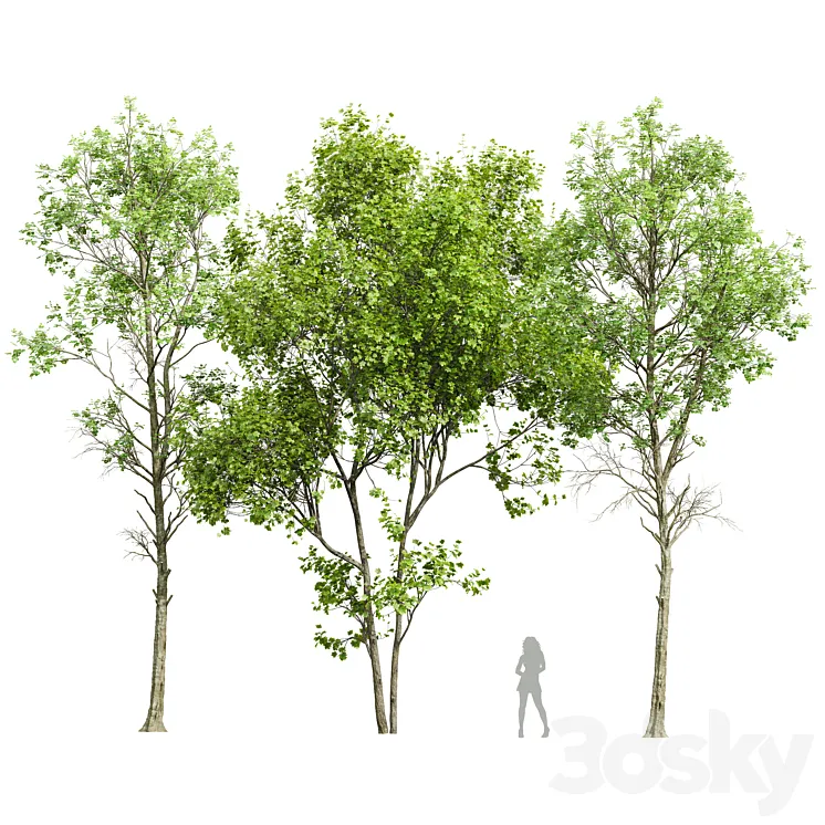 Fagus Sylvatica and Saccharinum-spring trees 3D Model Free Download