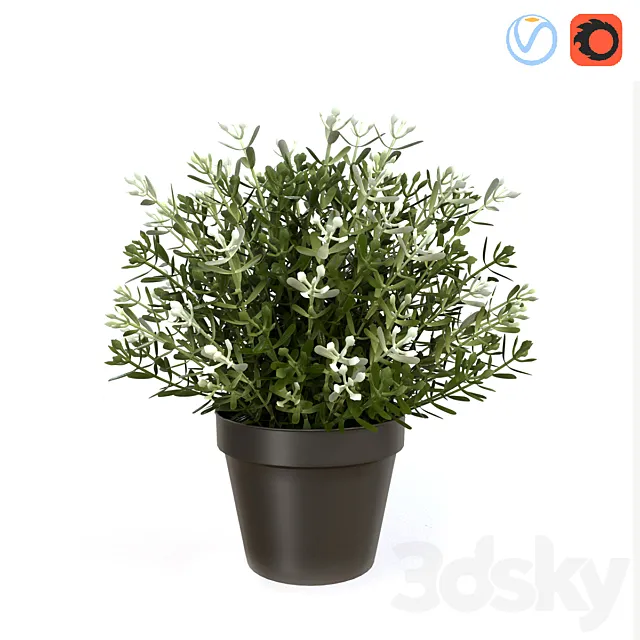 Fake Thyme 3DModel Fake Thyme 3DModel