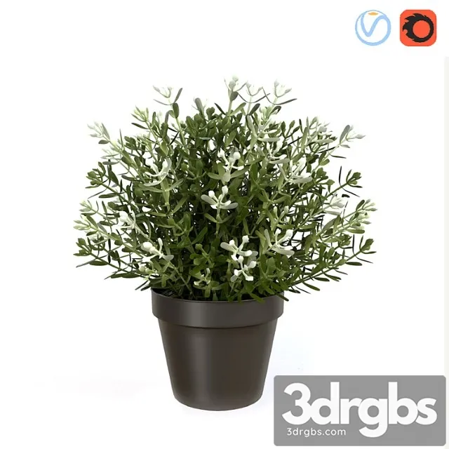 Fake thyme Fake thyme