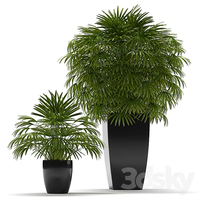 FAN PALM 2 3D Model FAN PALM 2 3D Model
