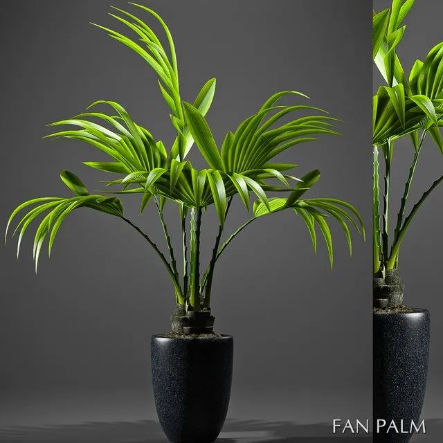 FAN PALM 52 3D Model FAN PALM 52 3D Model