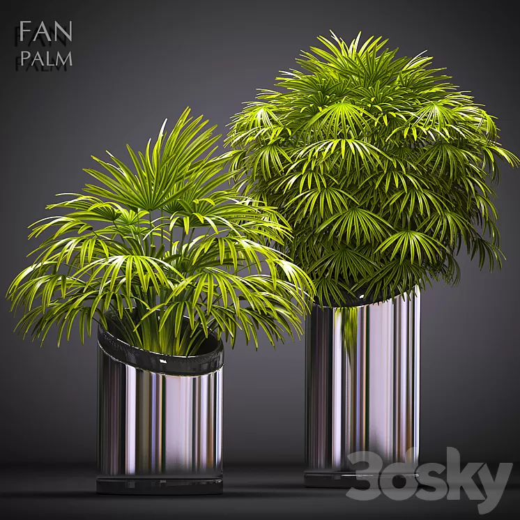 FAN PALM 53 3D Model FAN PALM 53 3D Model
