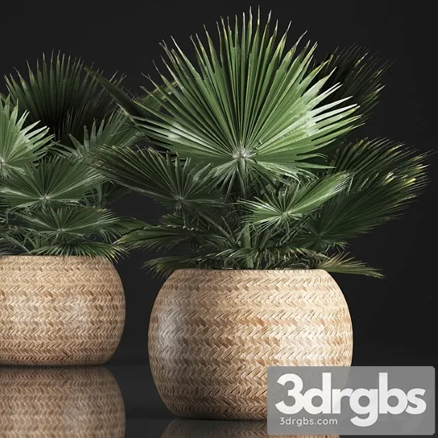 Fan palm in a basket 339. interior palm tree, basket, rattan, brachea, eco design, natural decor Fan palm in a basket 339. interior palm tree, basket, rattan, brachea, eco design, natural decor