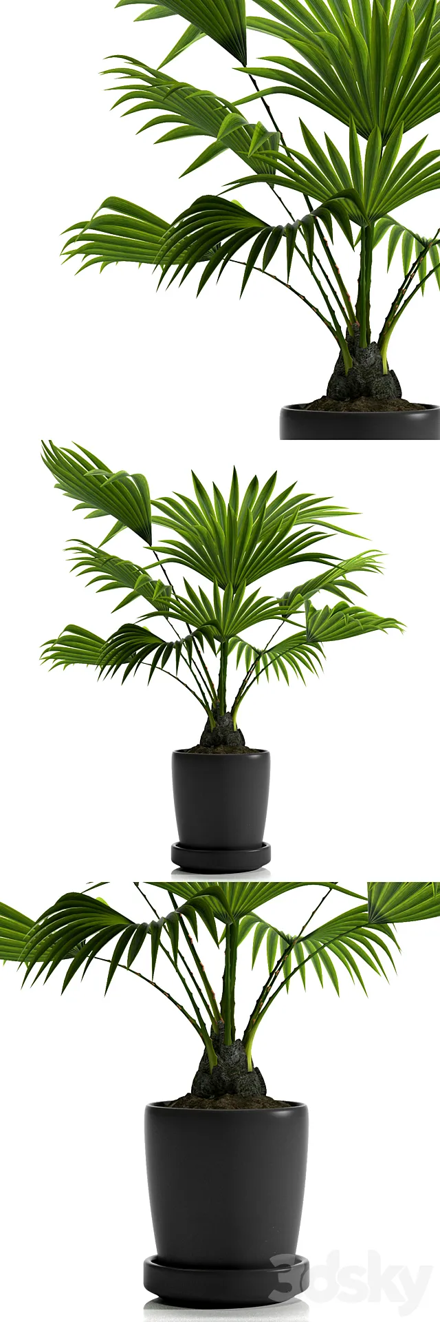 FAN PALM PLANTS 21 3DModel FAN PALM PLANTS 21 3DModel