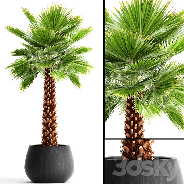 Fan palm “Yalta 3D Model Fan palm “Yalta 3D Model