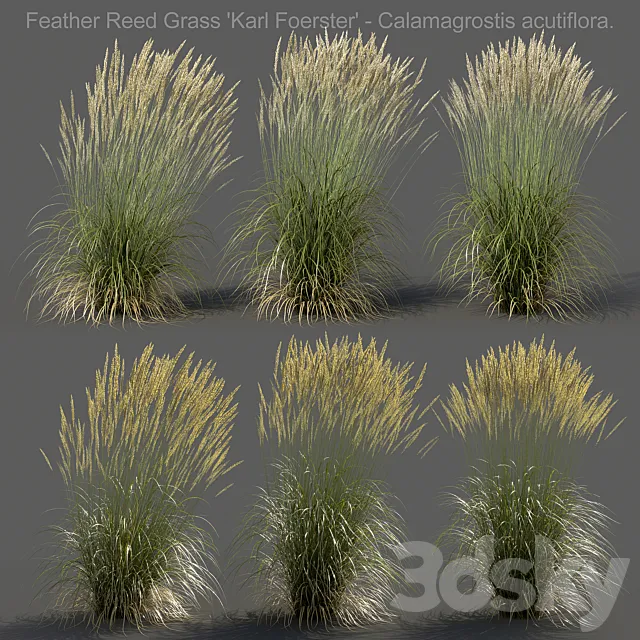 Feather Reed Grass – Calamagrostis acutiflora – High 3D Model Feather Reed Grass – Calamagrostis acutiflora – High 3D Model