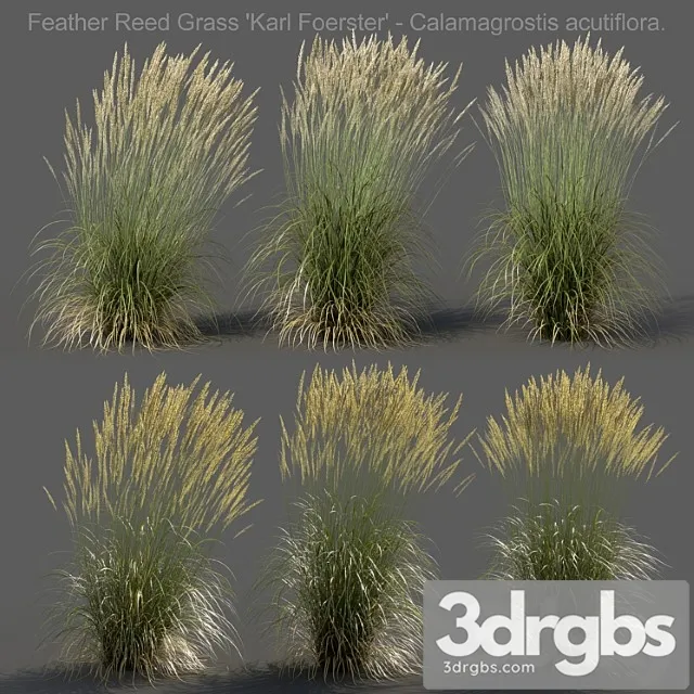 Feather reed grass – calamagrostis acutiflora – high Feather reed grass – calamagrostis acutiflora – high