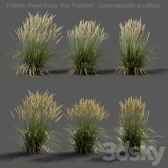 Feather Reed Grass – Calamagrostis acutiflora – Low 3D Model Feather Reed Grass – Calamagrostis acutiflora – Low 3D Model