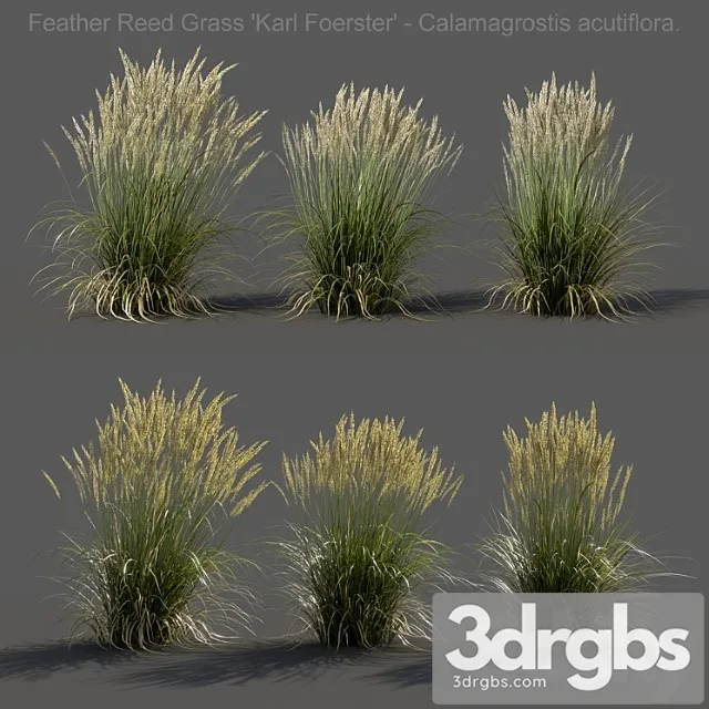 Feather reed grass – calamagrostis acutiflora – low Feather reed grass – calamagrostis acutiflora – low