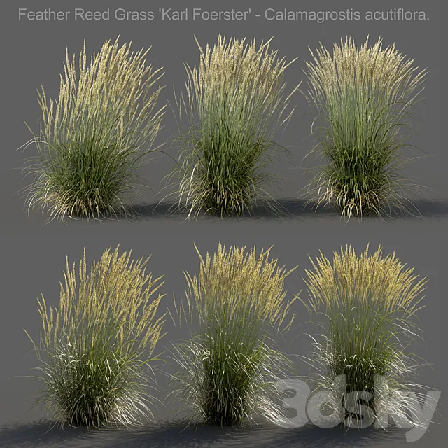 Feather Reed Grass – Calamagrostis acutiflora – Medium 3D Model Feather Reed Grass – Calamagrostis acutiflora – Medium 3D Model