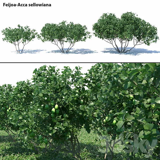 Feijoa – Acca sellowiana 3D Model