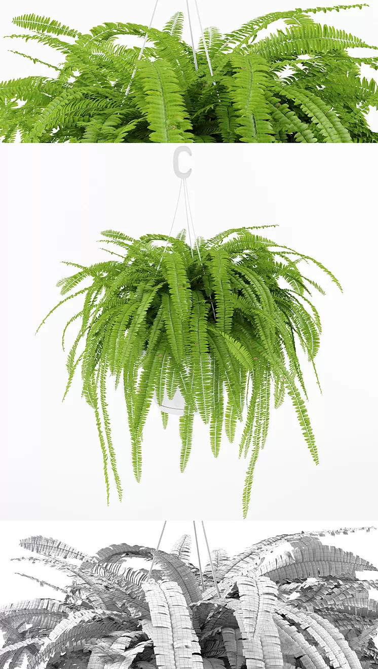 Fern 1 3D Model Fern 1 3D Model