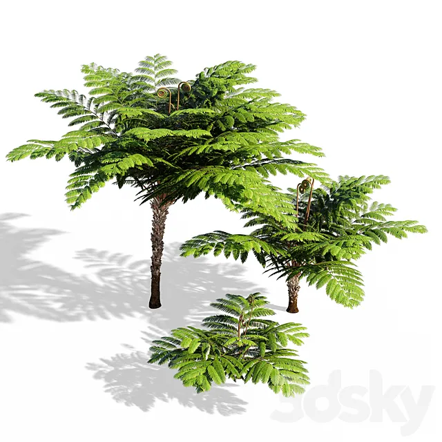 Fern 3DModel Fern 3DModel