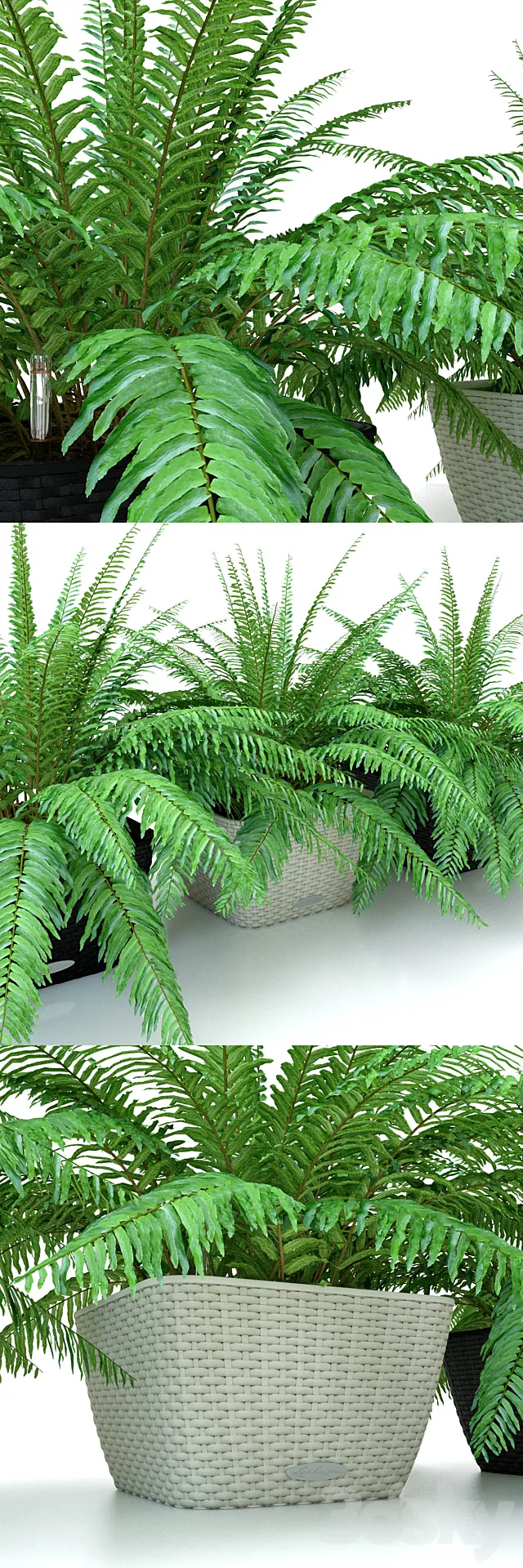 Fern _ Nephrolepis in pots Lechuza Bacino Cottage 3DModel Fern _ Nephrolepis in pots Lechuza Bacino Cottage 3DModel