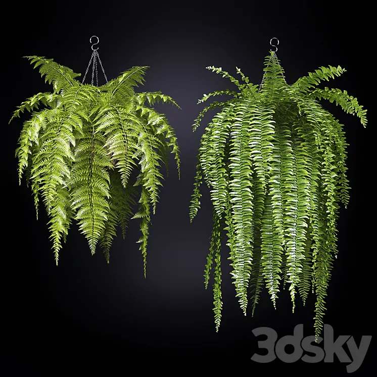Fern (fern) 3D Model Free Download