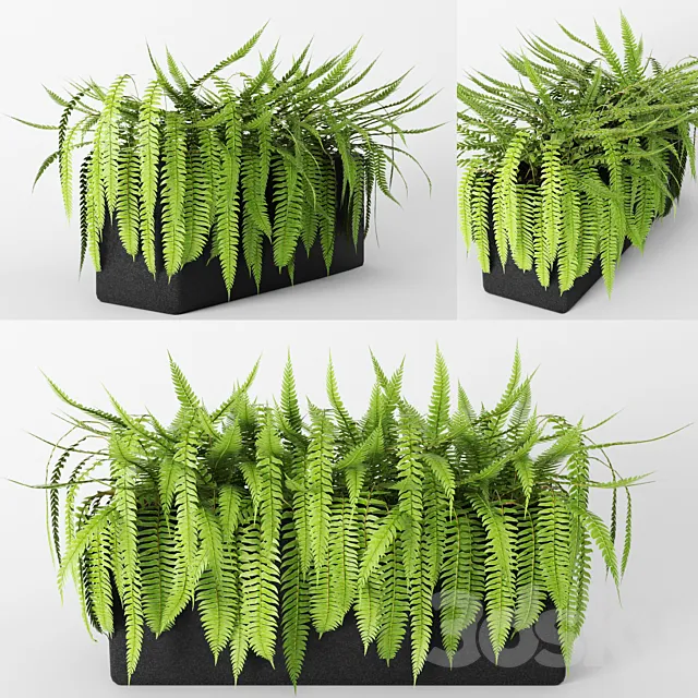 Fern.fern flower pot bush flowerpot flower bed 3D Model Fern.fern flower pot bush flowerpot flower bed 3D Model