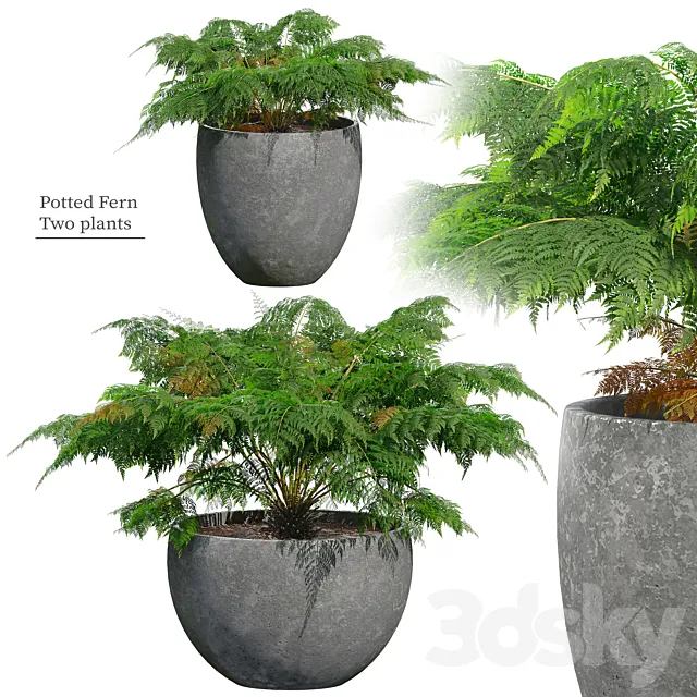Fern in pot 3D Model