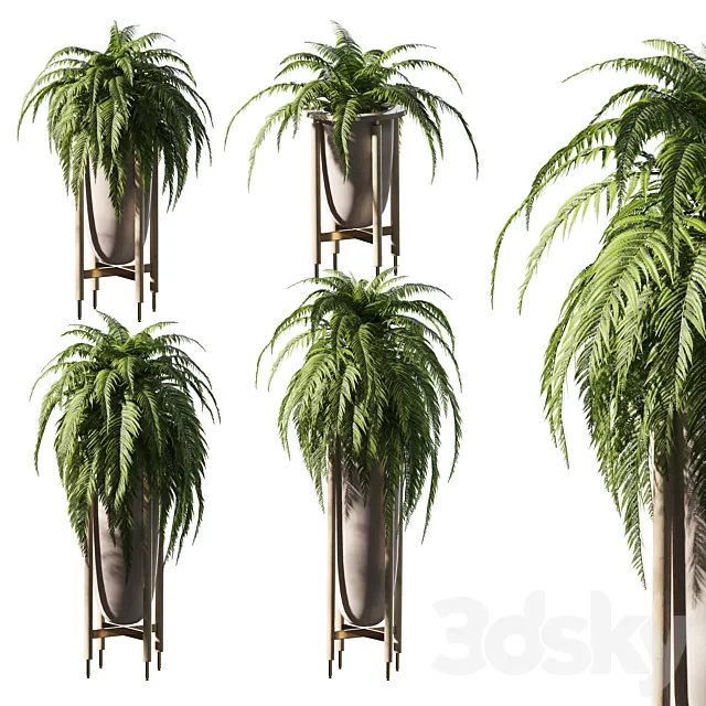 Fern in pots. 4 models 3D Model Fern in pots. 4 models 3D Model