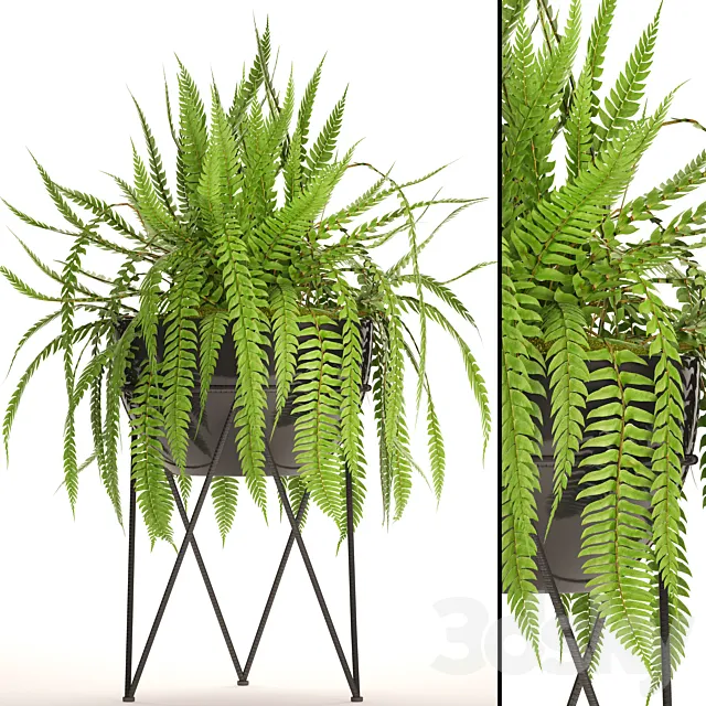 Fern in the pot. fern flower stand flower pot flowerpot office plants 3D Model Fern in the pot. fern flower stand flower pot flowerpot office plants 3D Model