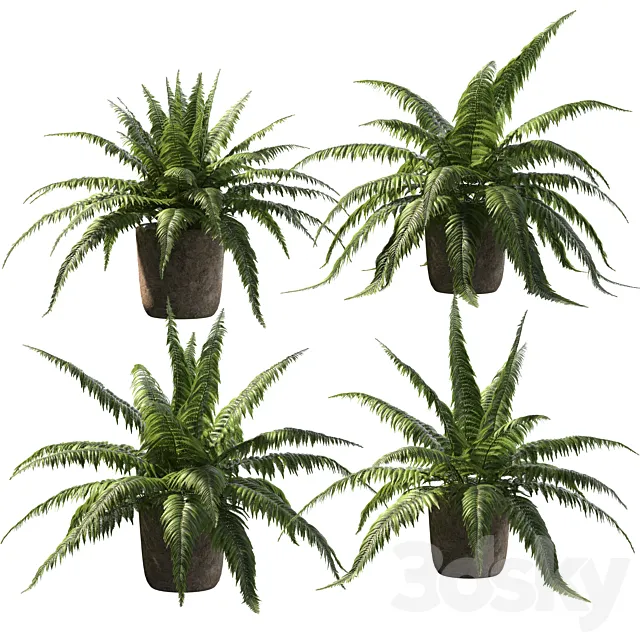 Fern in tubs. 4 models 3D Model Fern in tubs. 4 models 3D Model