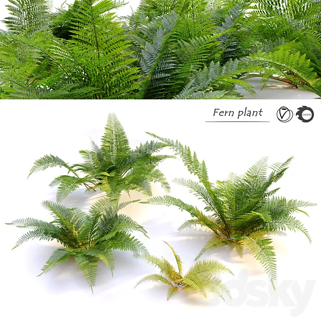 Fern plant 3D Model