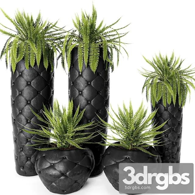 Fern + pots fleur ami, luxury, flower, pot, flowerpot, fern Fern + pots fleur ami, luxury, flower, pot, flowerpot, fern