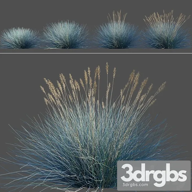 festuca glauca festuca glauca