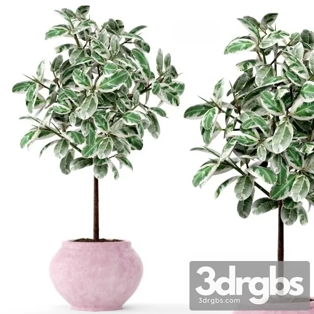 Ficus 2 3D Model Download