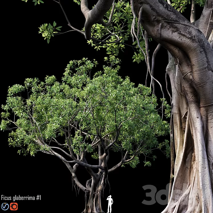 Ficus 3D Model