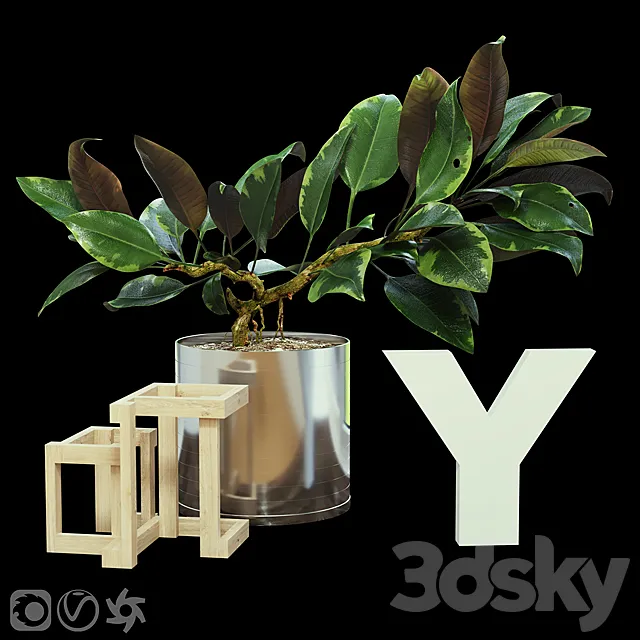 Ficus 3D Model Ficus 3D Model