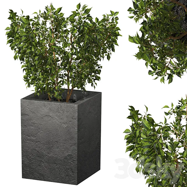 ficus 3D Model ficus 3D Model