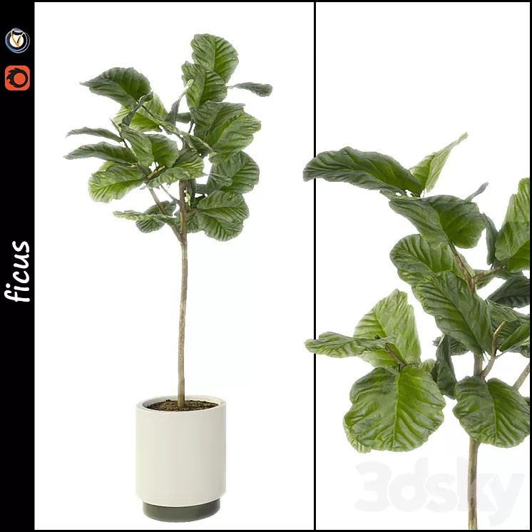 Ficus 3D Model Ficus 3D Model