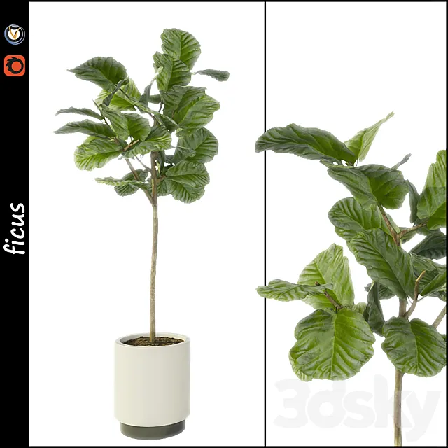Ficus 3DModel Ficus 3DModel
