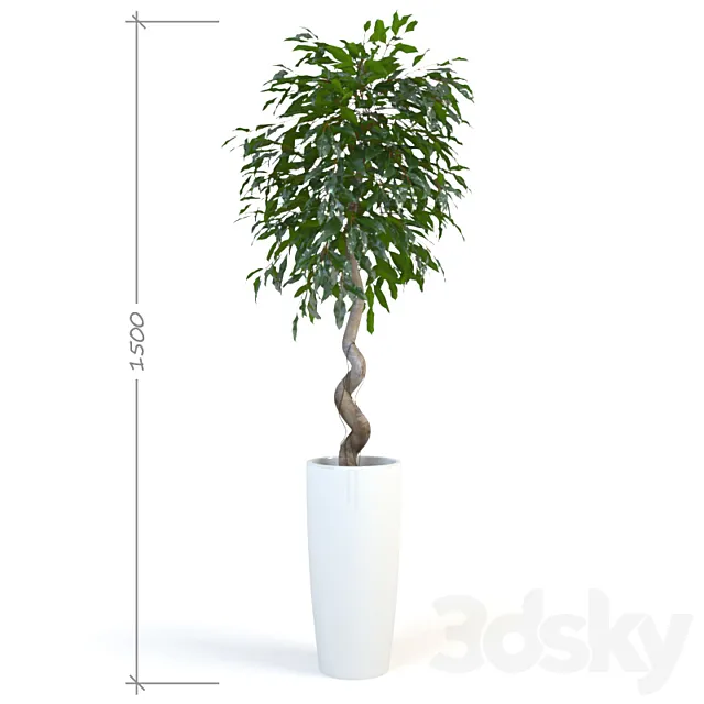 Ficus _ Daniel 3D Model Ficus _ Daniel 3D Model