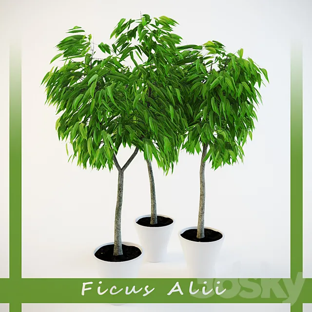 Ficus Ali 3D Model Ficus Ali 3D Model