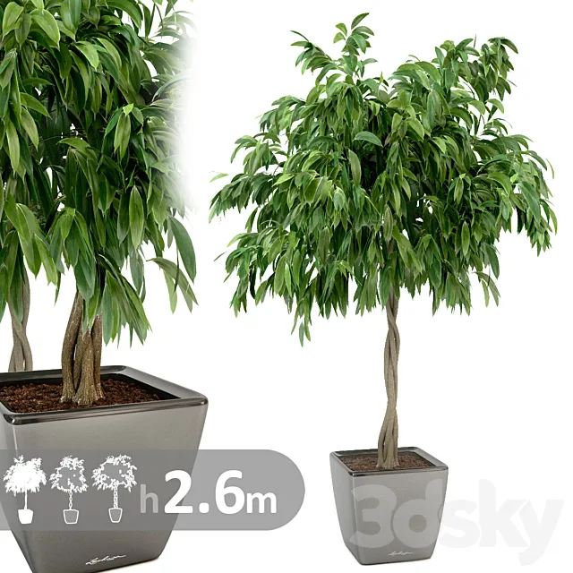 Ficus Ali _ Ficus binnendijkii 3D Model Ficus Ali _ Ficus binnendijkii 3D Model