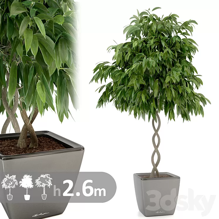 Ficus Ali \/ Ficus binnendijkii 3D Model Ficus Ali \/ Ficus binnendijkii 3D Model
