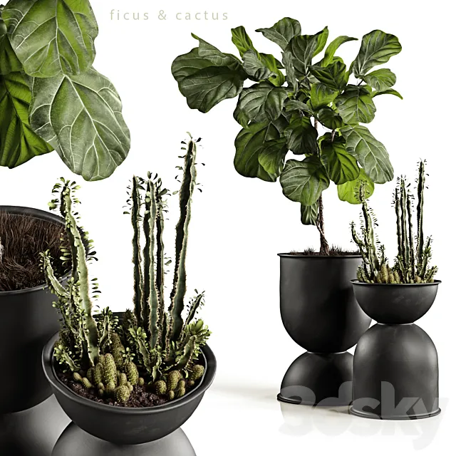 Ficus and cactus 3DModel Ficus and cactus 3DModel