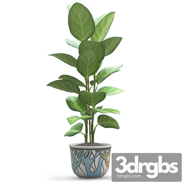 Ficus Andrey 1 3D Model Download
